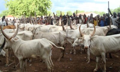 Southern, Middle Belt Leaders Reject FG’s Livestock Scheme
