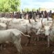 Southern, Middle Belt Leaders Reject FG’s Livestock Scheme
