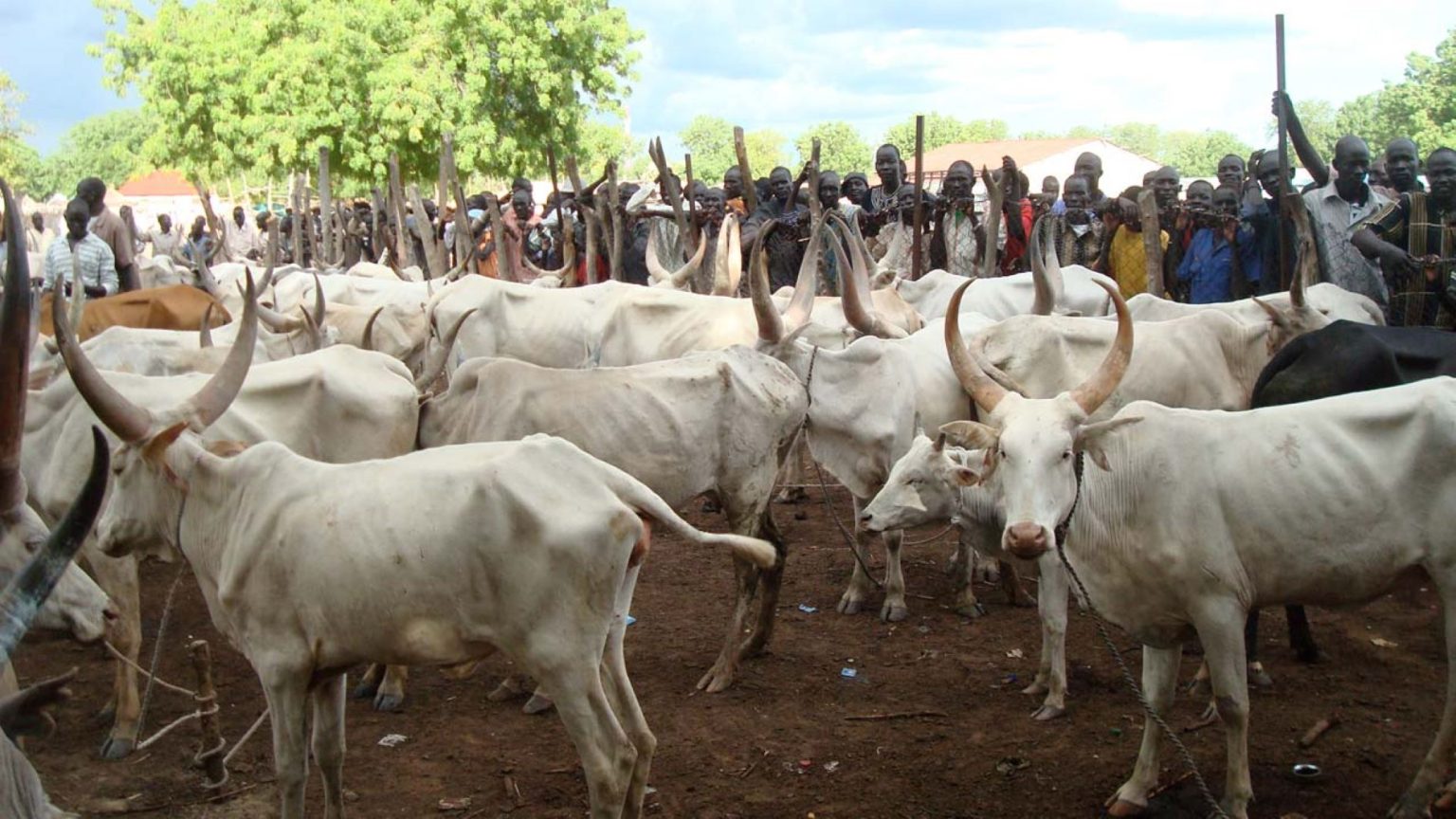 Southern, Middle Belt Leaders Reject FG’s Livestock Scheme