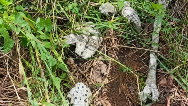 Police Recover 28 Human Skulls During Raid on Abia Forest Camps
